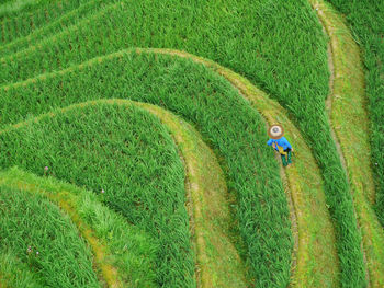 Aerial view of farmer on rice field