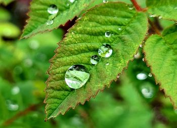 Close-up of raindrops on leaves