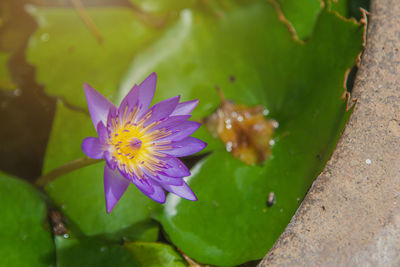 Close-up of lotus water lily in pond