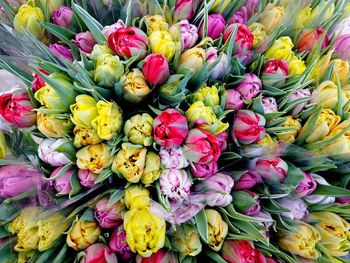 Close-up of multi colored tulips