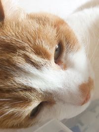 Close-up portrait of cat