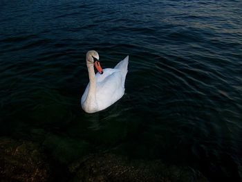 High angle view of swan swimming in lake