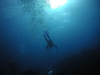 Low angle view of jellyfish swimming in sea