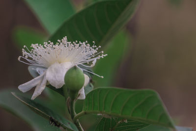 Close-up of white flowering plant