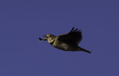 Low angle view of eagle flying against clear sky