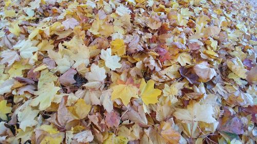 Full frame shot of maple leaves