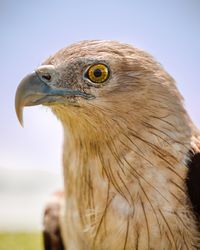 Close-up of eagle