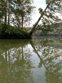 Reflection of trees in water