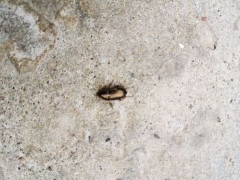 Close-up of bee on sand