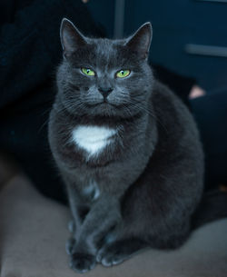 Close-up portrait of cat sitting on floor