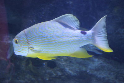 Close-up of fish swimming in sea