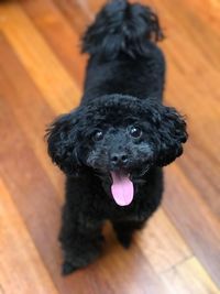 Close-up portrait of black dog