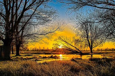 Silhouette trees against sky during sunset