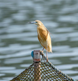 Close-up of bird perching on a lake