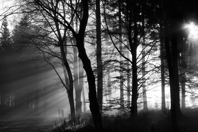 Trees in forest