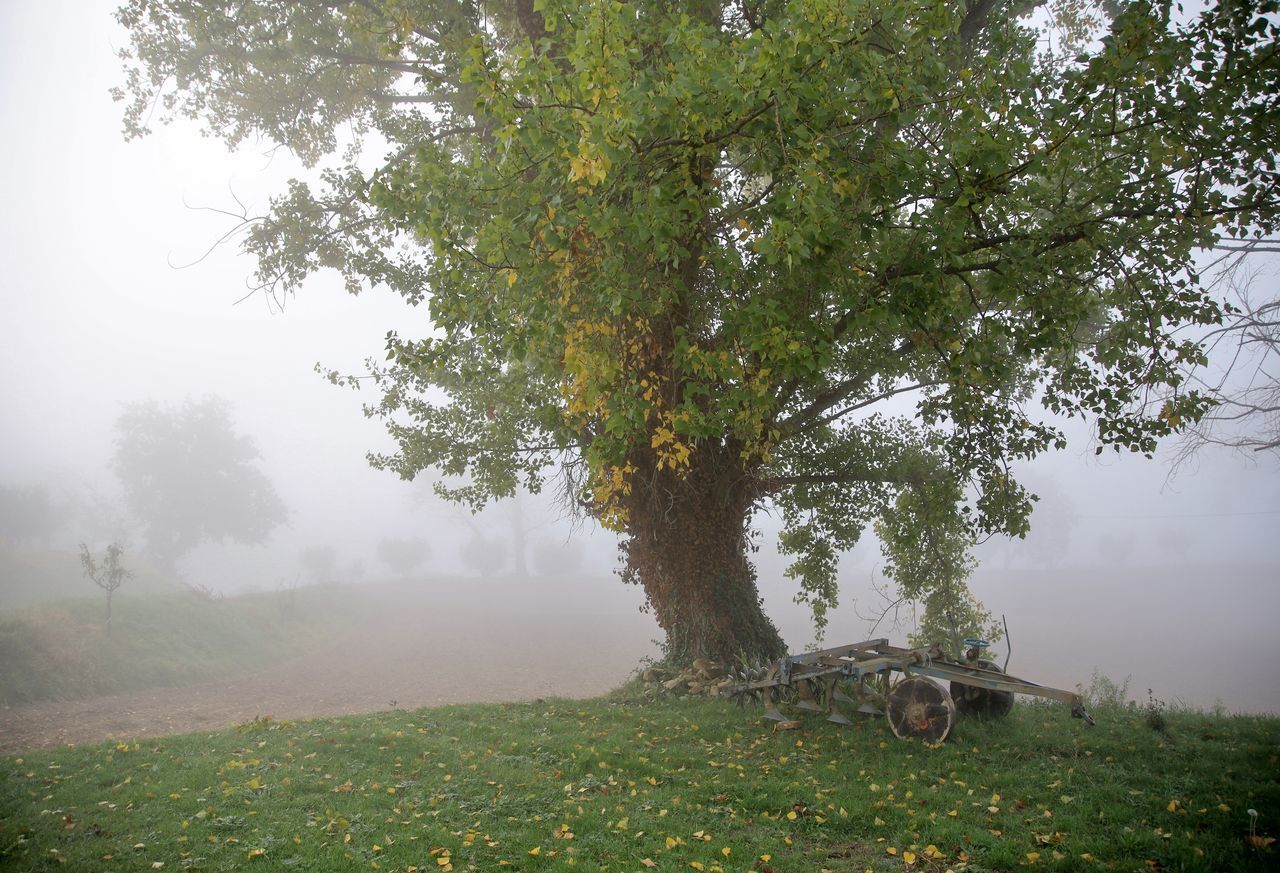 TREES GROWING ON FIELD AGAINST SKY