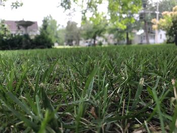 Close-up of fresh green grass in field