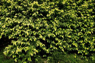 View of green leaves in park