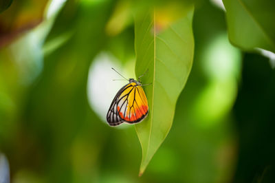 Butterfly on leaf