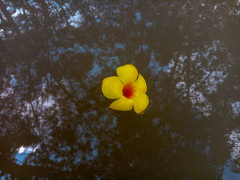 Low angle view of yellow flowering plant