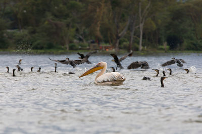 Flock of birds in lake