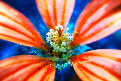 Close-up of orange flower