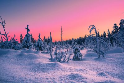 Plants on snow covered field against sky during sunset