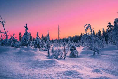 Trees on snow covered field against sky during sunset