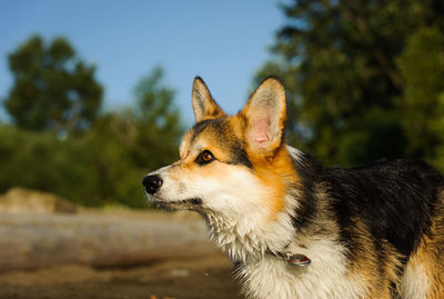 Close-up of pembroke welsh corgi looking away while standing on field