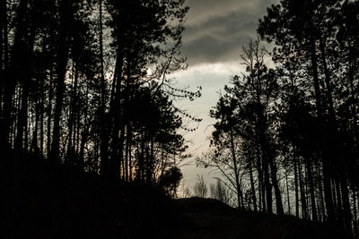 Low angle view of silhouette trees in forest against sky