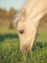 Close-up of horse grazing on grassy land