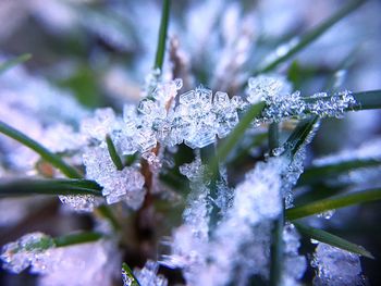 Close-up of frozen plant