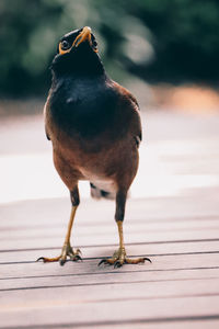 Close-up of bird perching on wood