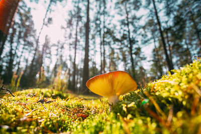 Close-up of mushrooms growing on field