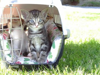 Portrait of cat in cage