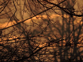 Silhouette bare tree against sky during sunset