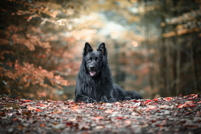 One black shepherd dog is sitting in the forest in a clearing with backlighting in the background