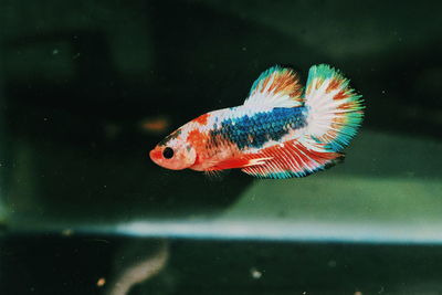 Fish swimming in aquarium