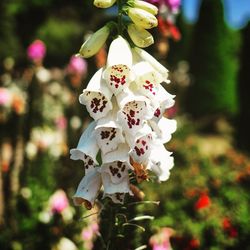 Close-up of white flowers