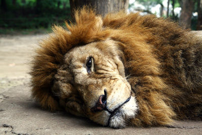 Close-up of lion sleeping