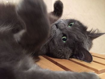 Close-up of cat lying down