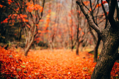 Close-up of orange flowers on field during autumn