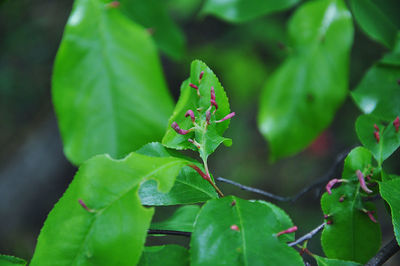 Close-up of insect on leaf