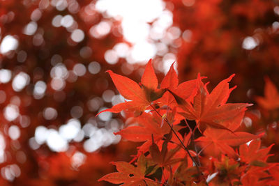 Close-up of maple leaves on tree during autumn