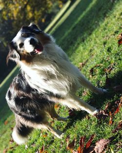 Dog on grass