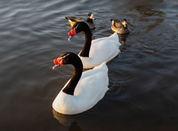 High angle view of swans swimming in lake