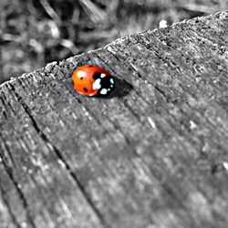 Close-up of ladybug