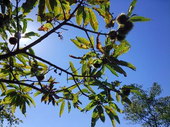 Low angle view of branches against clear blue sky