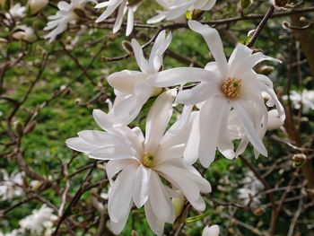 Close-up of white flower