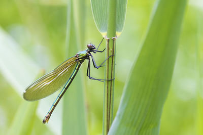 Close-up of insect on plant